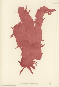 İngiliz Deniz Yosunu (doğa baskılı) by English School